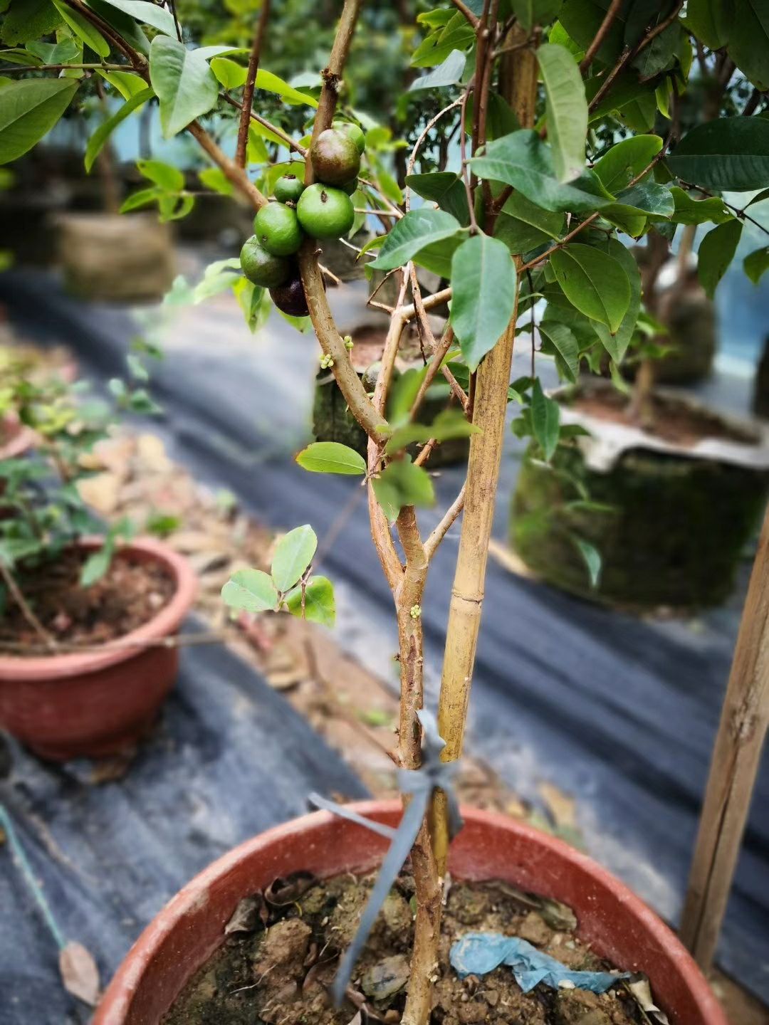 嘉宝果苗 四季嘉宝果，有大苗，小苗出售