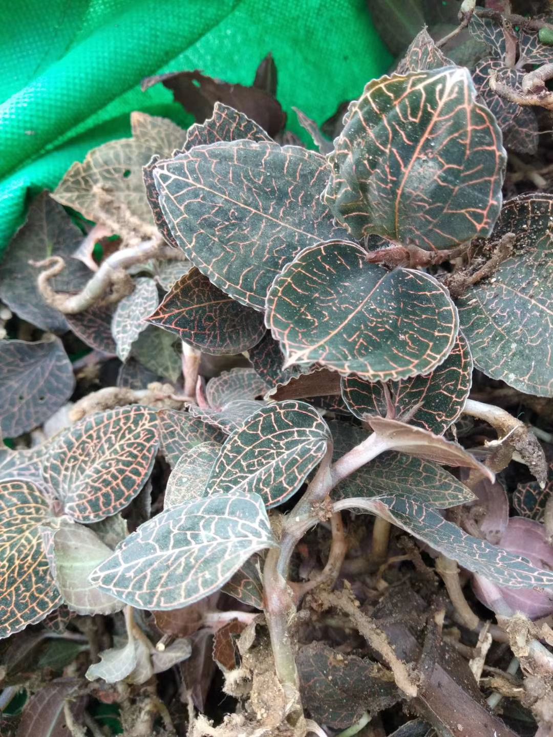 金钱莲 金线莲