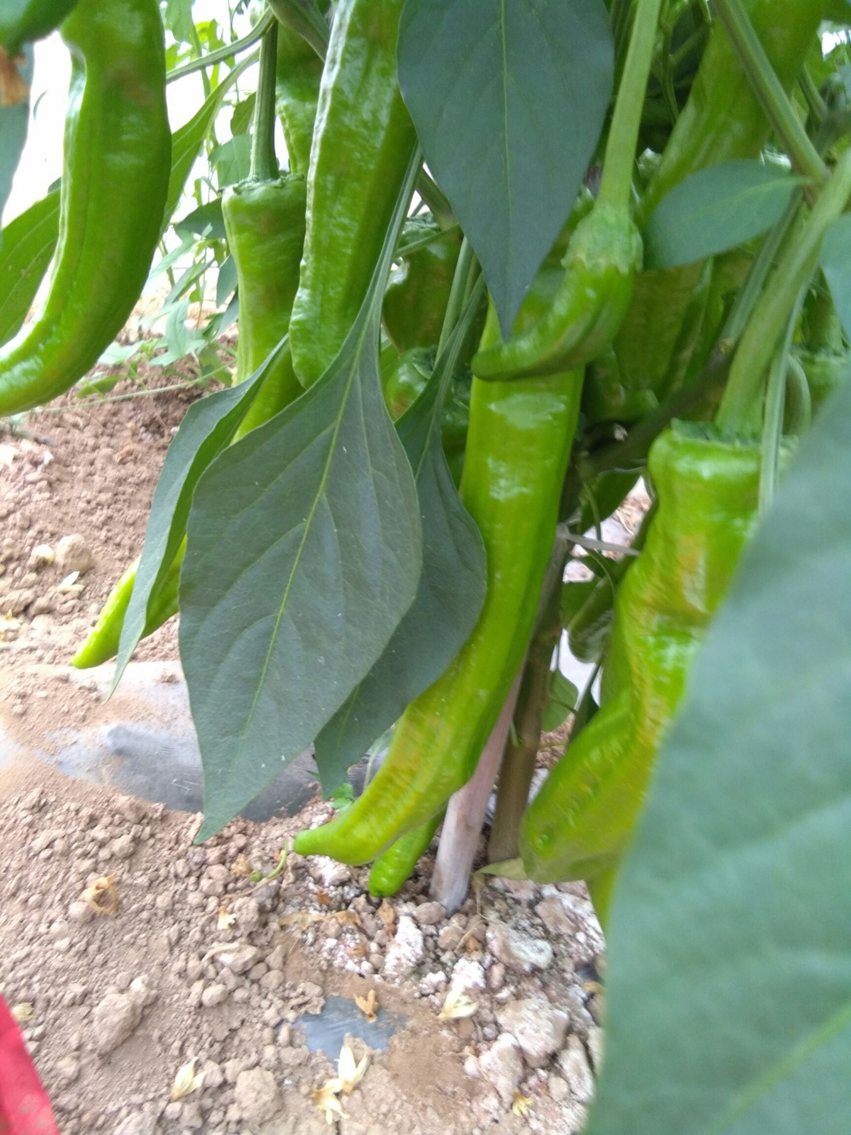 黄皮辣椒 15~20cm 微辣 黄色