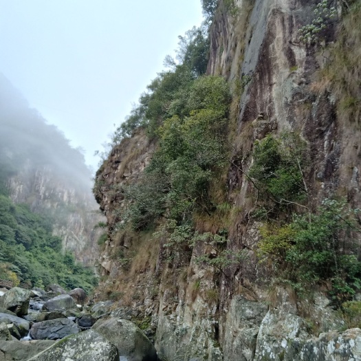 英山县 珍珠黄杨