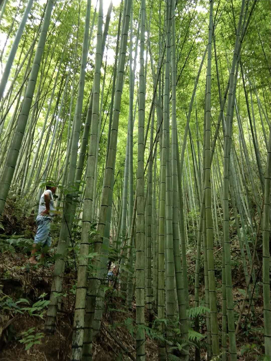 黄金竹 四千多亩地的毛竹，什么规格都有