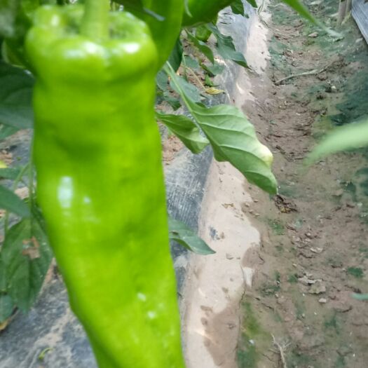 商丘洛椒301 河南商丘民发疏菜种植基地，批发市场