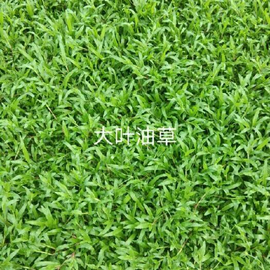 广州大叶油草 批发