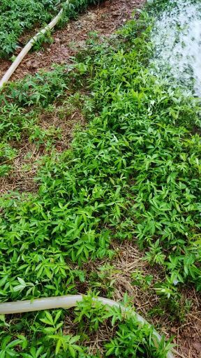 金阳县九叶青花椒苗
