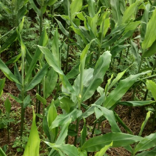 绥阳县阳荷 洋霍姜  洋荷  野生洋霍