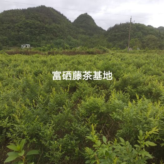来凤县藤茶 富硒产自有世界硒都之称的湖北省恩施州来凤县，