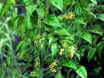 柳州钩吻 鲜货断肠草大茶藤苦蔓藤20吨