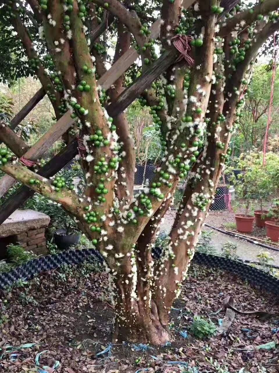 嘉宝果苗 四季嘉宝果，有大苗，小苗出售