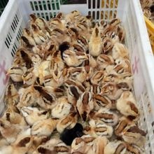 昆明 灵山土鸡苗