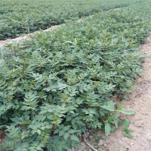 泰安大红袍花椒苗 基地直销超火爆花椒小芽苗质量从优数量庞大