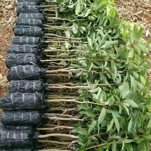 灵山县无核荔枝苗 【当年结果】南北方种植荔枝树苗果树苗盆栽地栽庭院