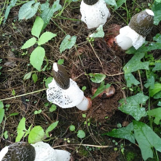 龙里县 贵州织金红托竹荪特级仿野生种植