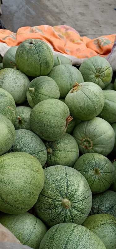 翠宝甜瓜 0.3斤以上