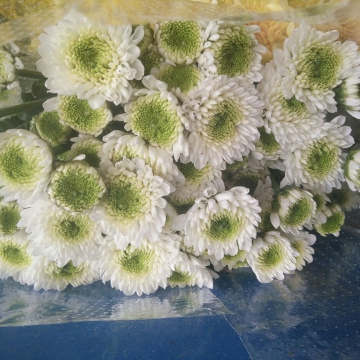 滨州 基地现采小雏菊