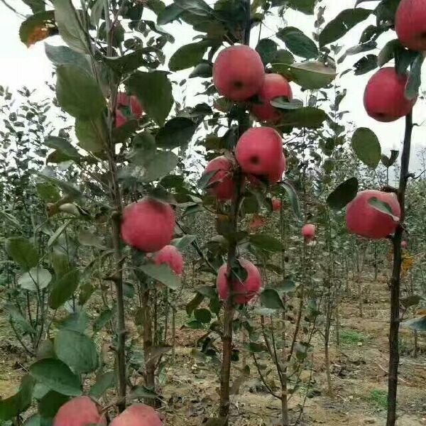 红色之爱苹果苗 红肉苹果苗