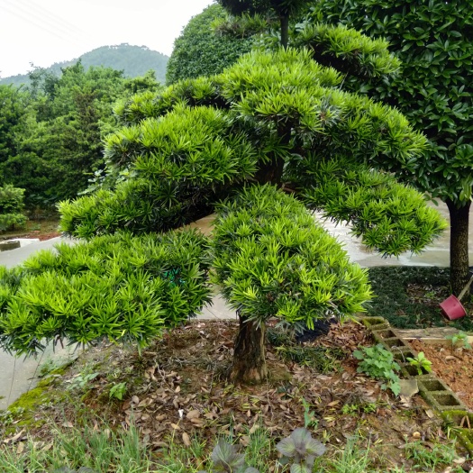 长沙县球花石楠 长期大量供应大小绿化工程苗木，我们以信誉，做人，