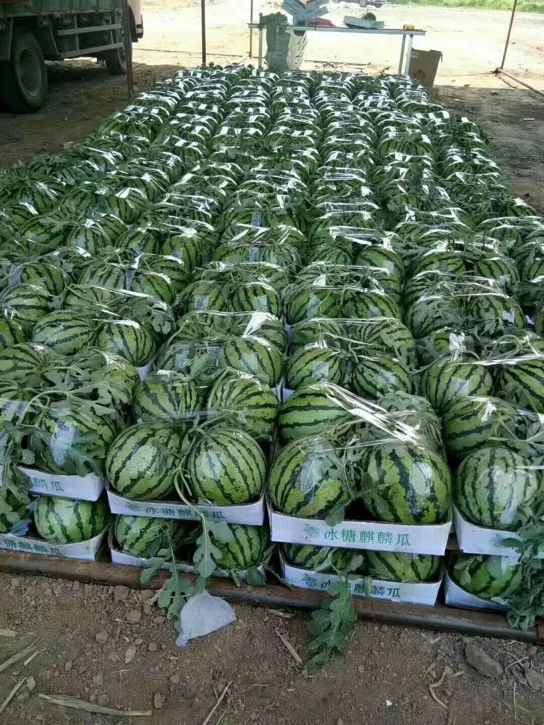 甜王西瓜 砀山甜王京欣8424大量上市保证质量欢迎新老客户前来订购