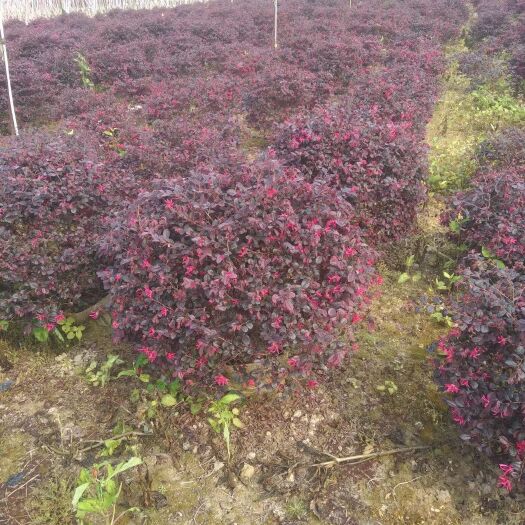 漳浦县 红花继木球大量自家供应价格实惠
