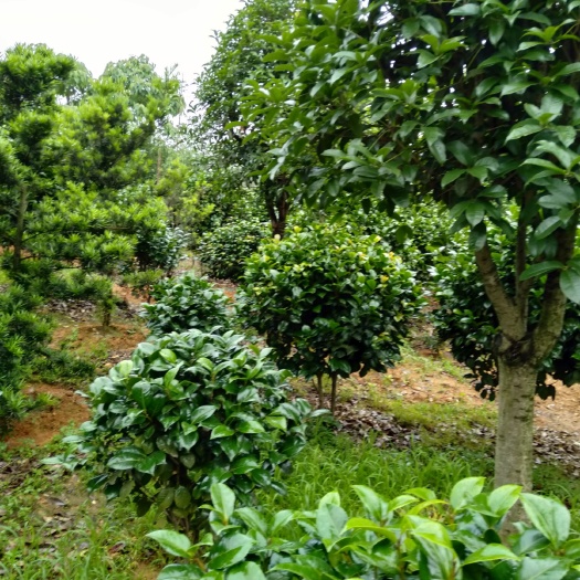 长沙县山茶花 长期大量供应各种规格大小绿化工程苗木，我们是以信誉