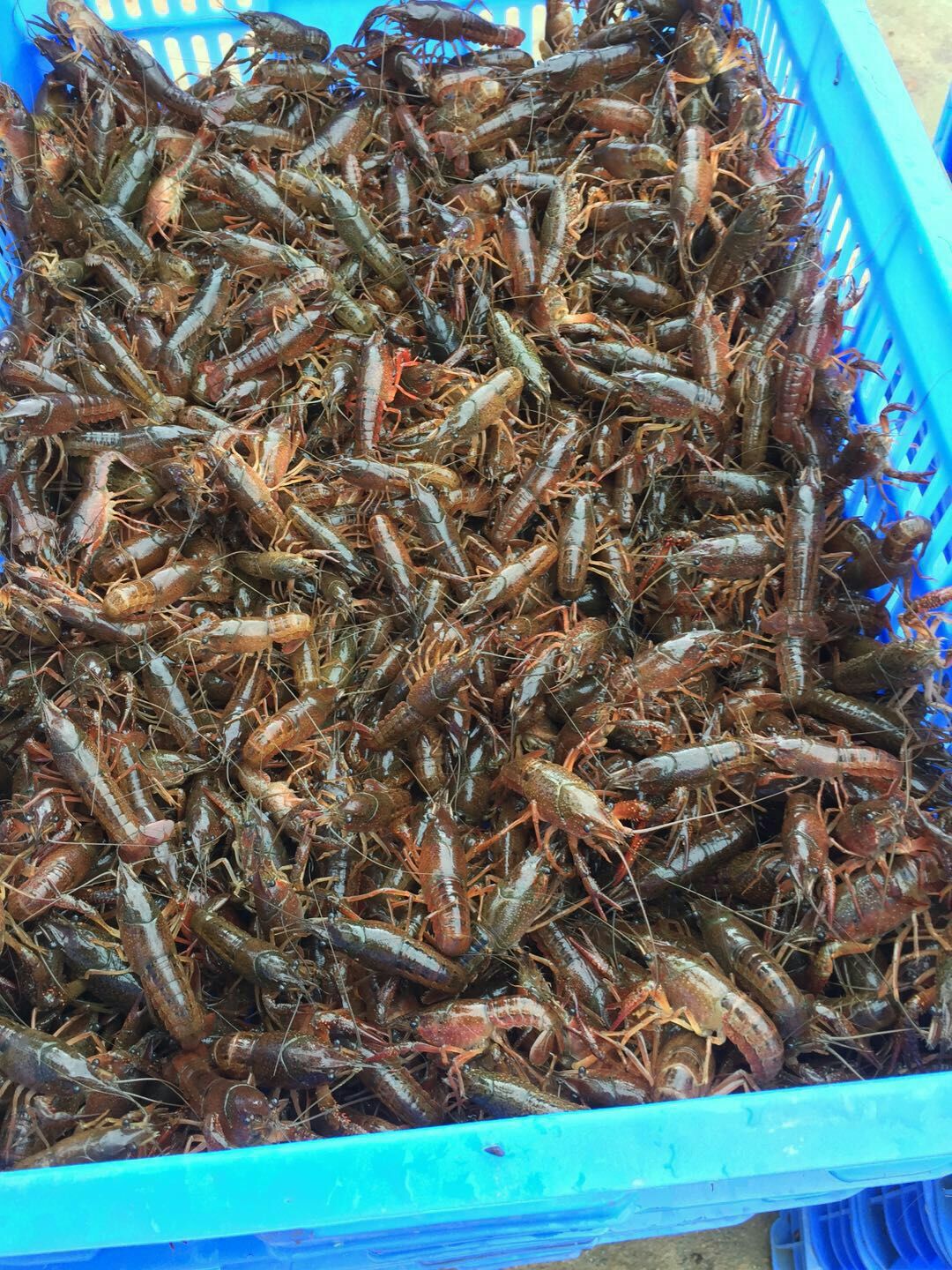 桂林 清水小龙虾。