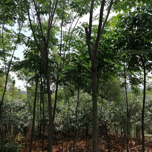 枣阳市 8公分栾树
