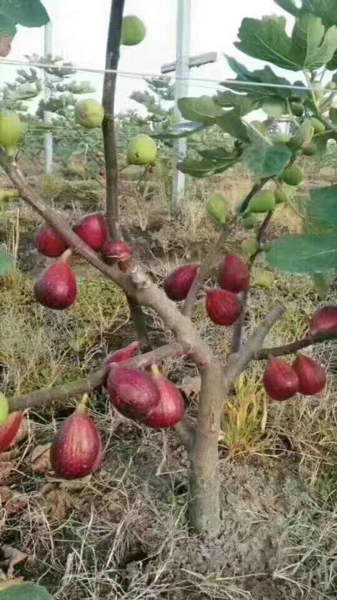 波姬红无花果苗 基地直销当年结果