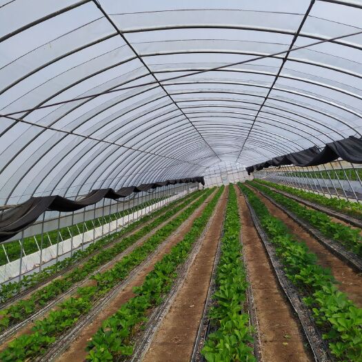 北京红颜草莓苗 全程不见雨，人工定植基质槽苗，八月底上市，欢迎订购。