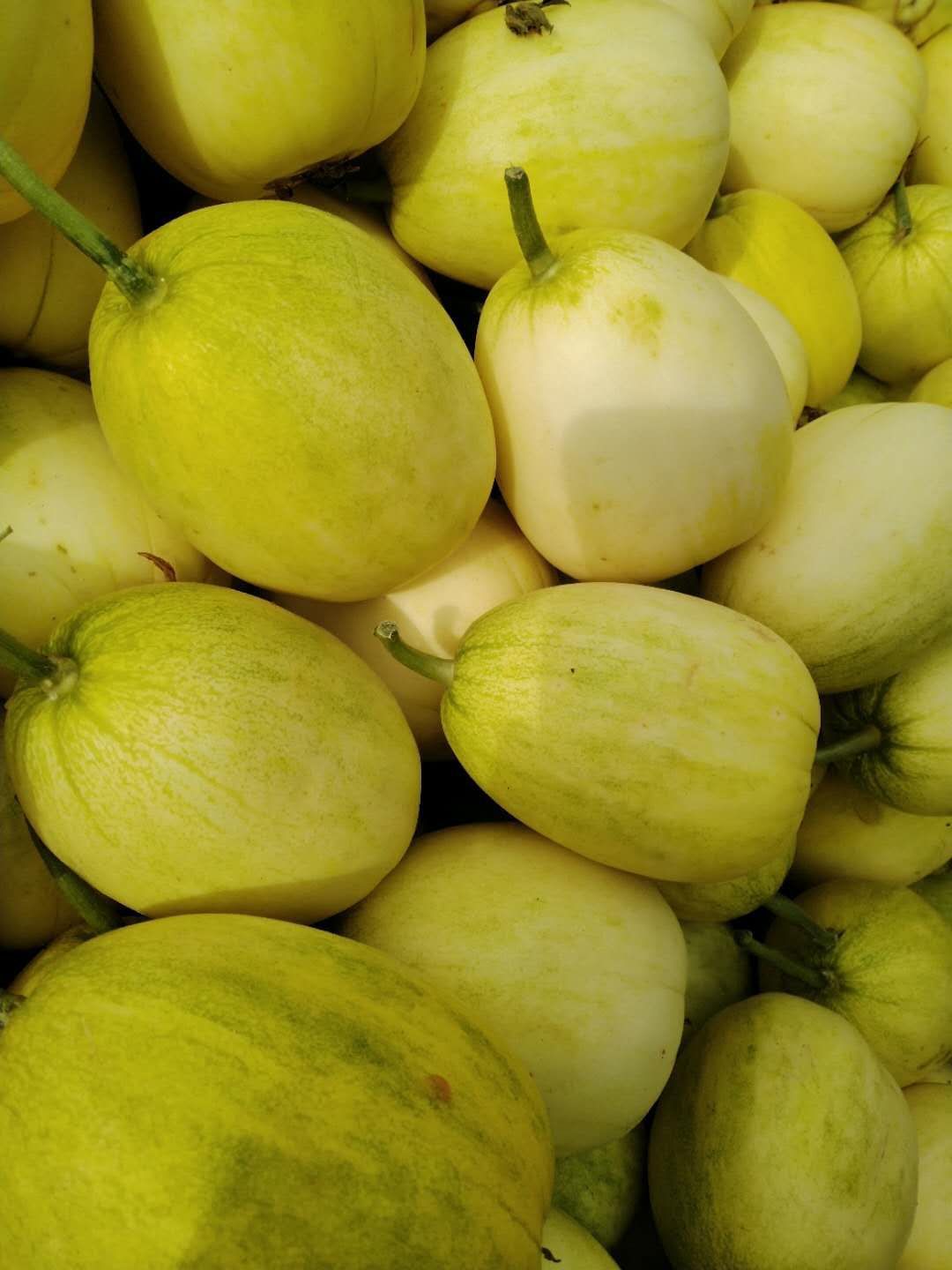 翠宝甜瓜 0.3斤以上