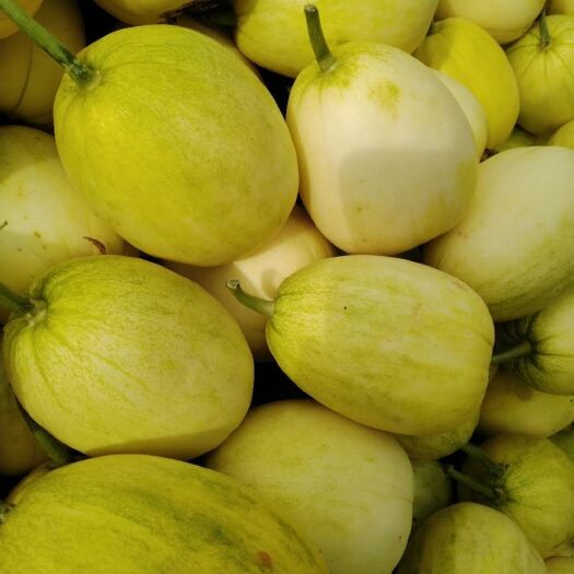 新乐市翠宝甜瓜 0.3斤以上