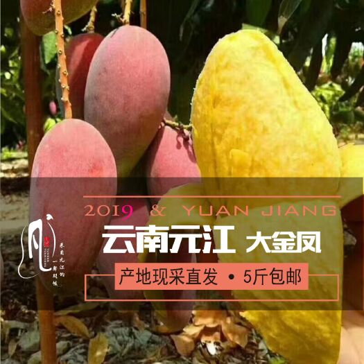 元江县 云南元江，大金凤(贵妃芒)5斤包邮，量大从优。