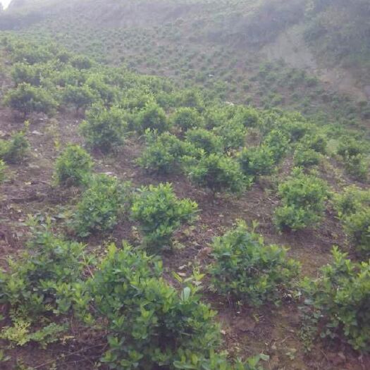 大竹县旱地 土地肥沃，有水有电，可通车依山傍水，与世格决，整体连片，有房