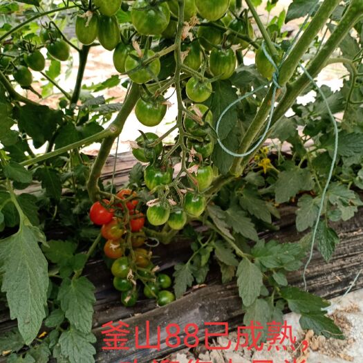寿光市 釜山88圣女果