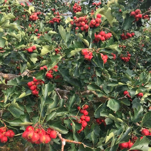 平邑县大绵球山楂树苗