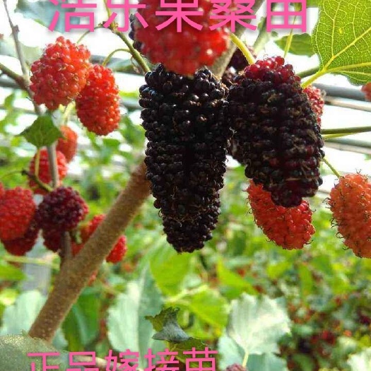 灵山县 果树苗长果桑苗无籽大十果桑树苗桑葚苗黑庭院果树南北方种植