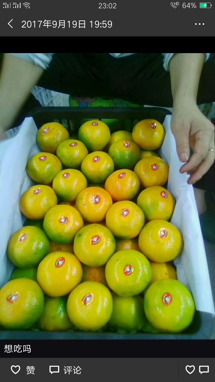 普早蜜桔 四川省资阳市佛山橘子欢迎老板来收货。