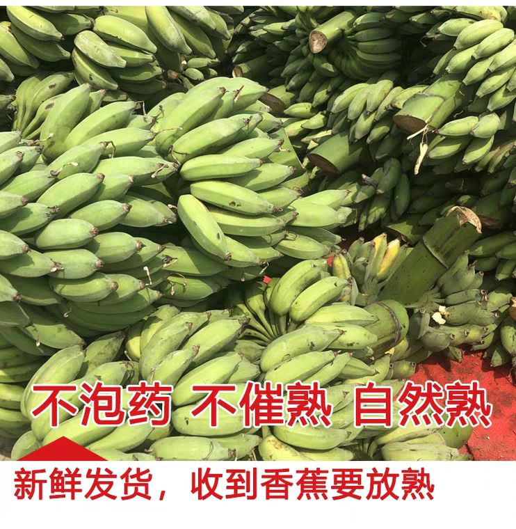广西蕉 七成熟 