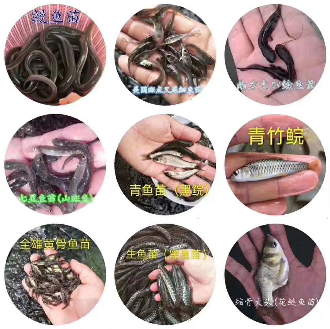  澳洲龙虾苗