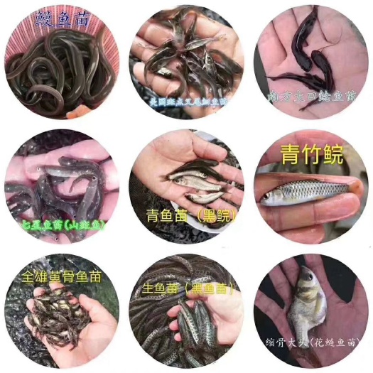 四会市 澳洲龙虾苗