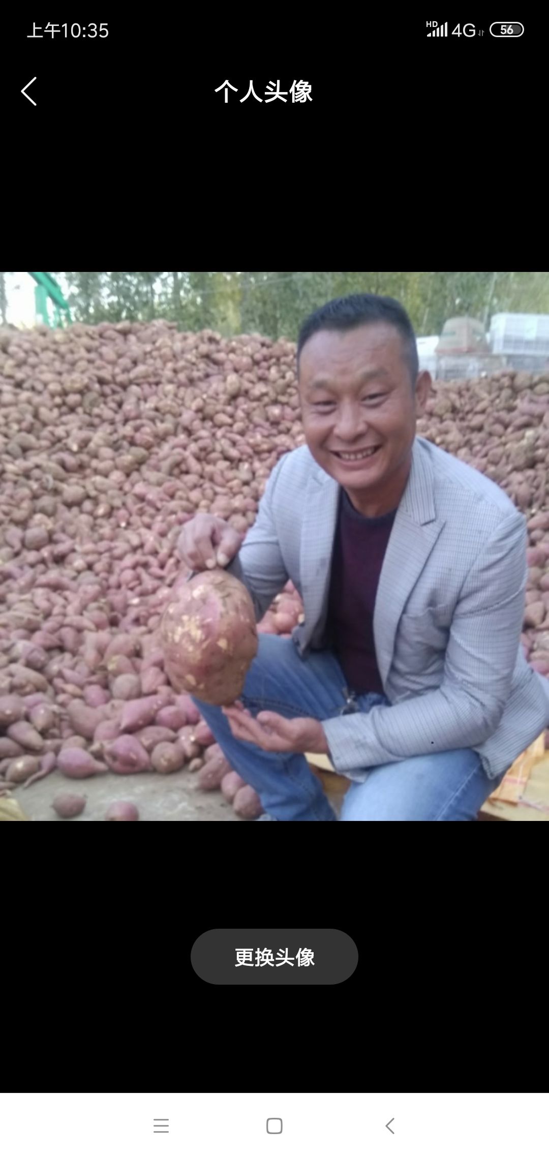 紫罗兰紫薯苗 紫罗兰，蜜薯。烟薯25育苗种植