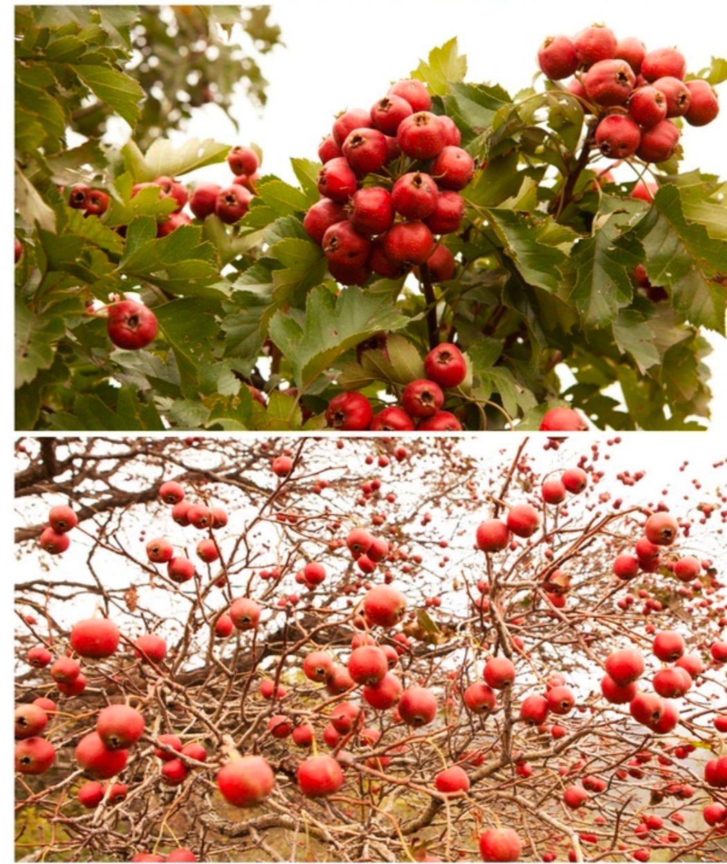 大绵球山楂树苗