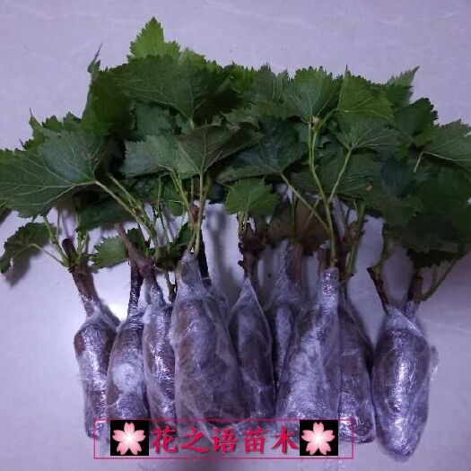 平邑县 葡萄苗树盆栽带土南方种植爬藤当年结果蓝宝石果树苗南方北方品
