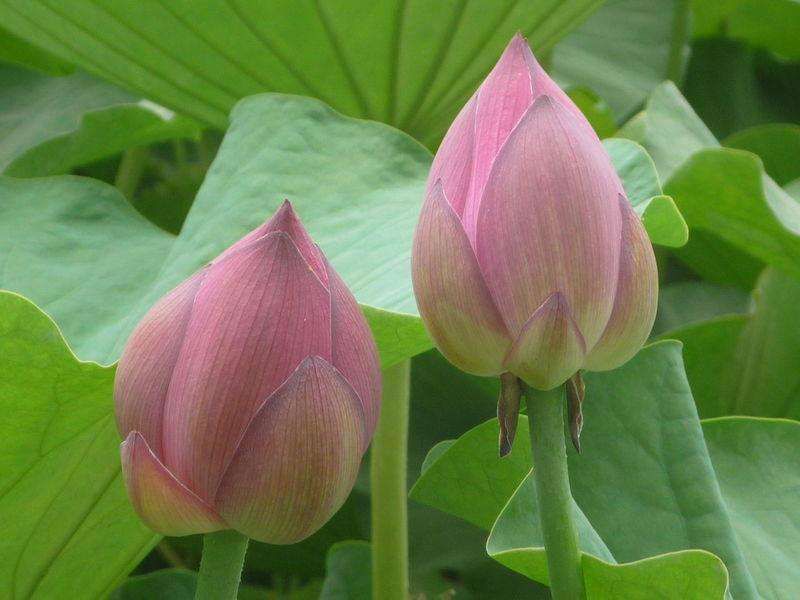 荷花苗
