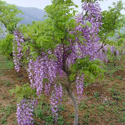 沭阳县紫藤花树苗 庭院爬藤植物 公园绿化紫藤花苗
