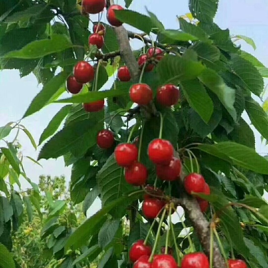 大荔县 陕西大樱桃，肉多核小，端午送礼