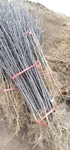  花椒苗基地自产直销 现挖现卖 第二年见果 提供种植技术