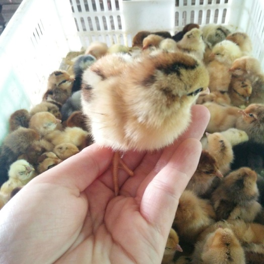 衡阳县麻羽高产绿壳鸡苗黄麻羽绿壳蛋鸡苗年产蛋260左右疫苗到位