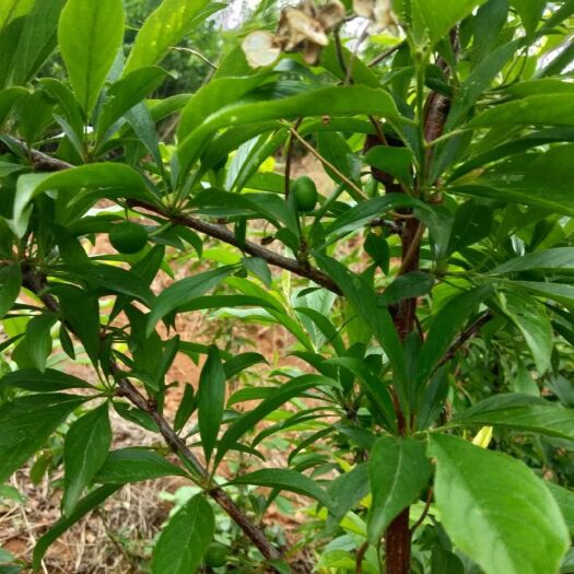六盘水蜂糖李树苗 蜂糖李挂果苗