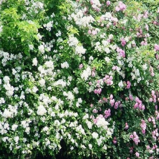 沭阳县无刺蔷薇花苗  庭院爬藤植物苗 蔷薇苗包成活