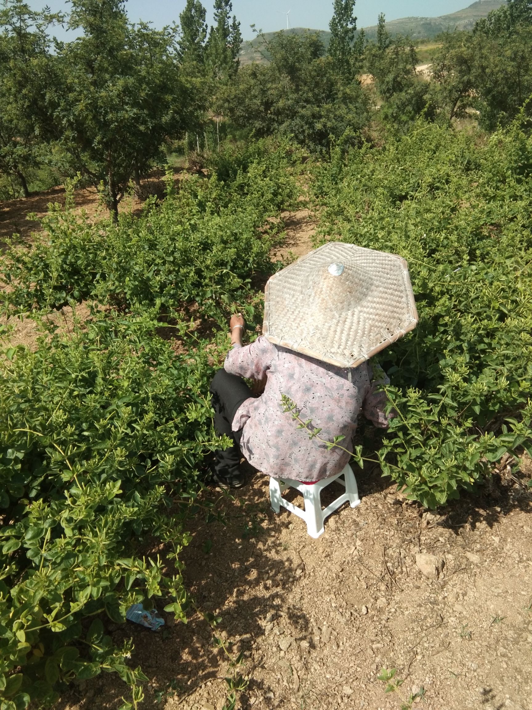鲁峪一号苗 干，鲜，花椒，金银花