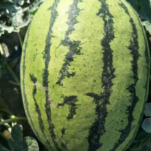 蒲城县甜王西瓜 陕西蒲城甜王